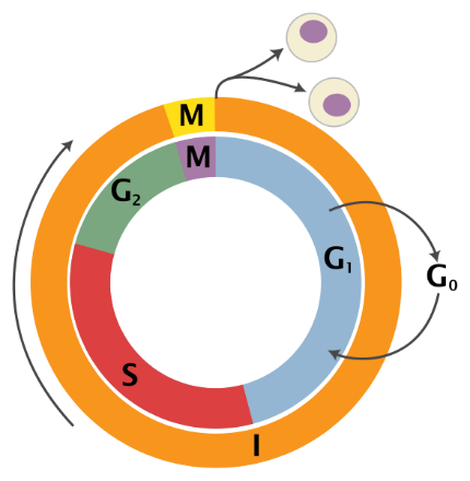 Esquema representativo de la interfase