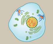 Profase