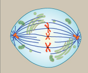 Metafase