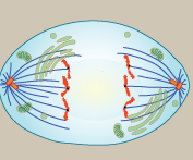 Anafase