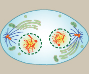 Telofase